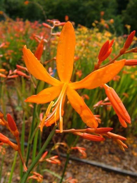 Crocosmia aurea