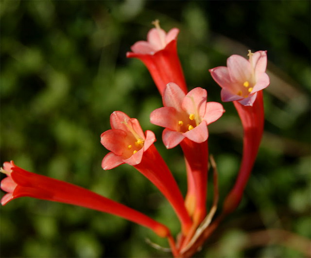 Cyrtanthus mackenii 'Red'