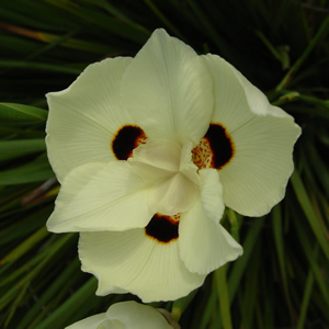 Dietes bicolor