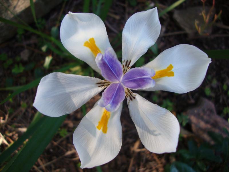 Dietes grandiflora