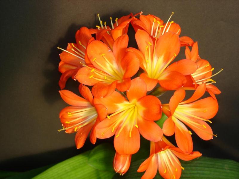 Clivia miniata
