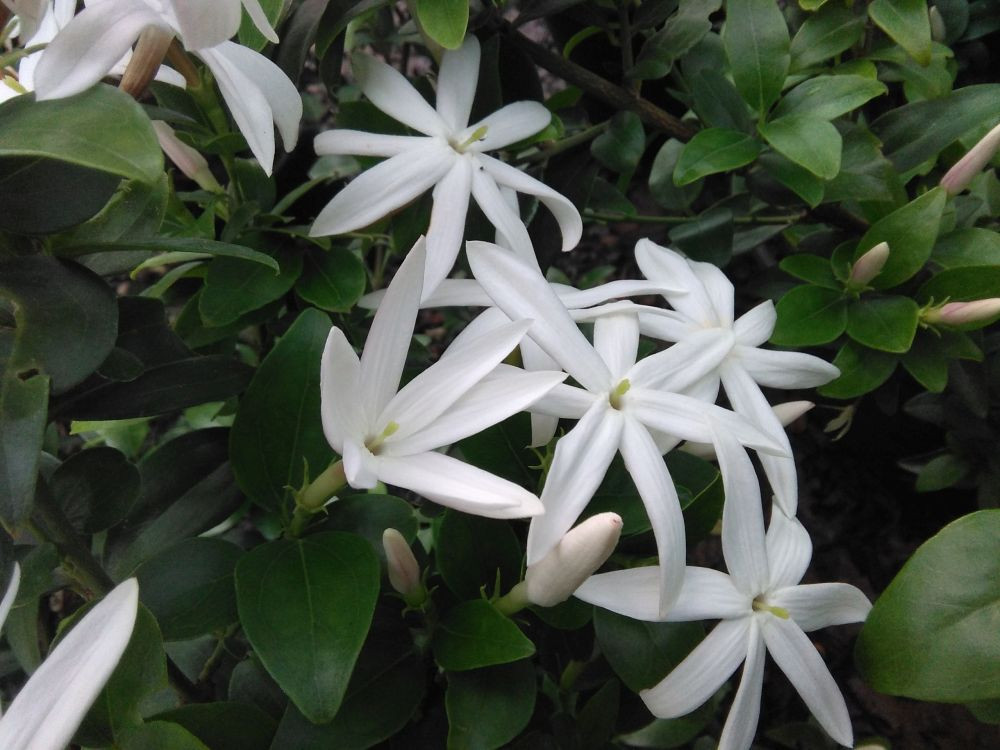 Jasminum multipartitum
