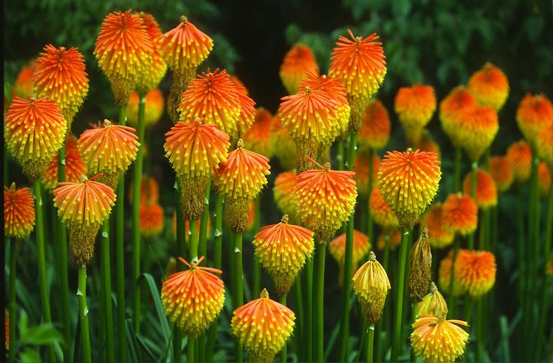 Kniphofia rooperi