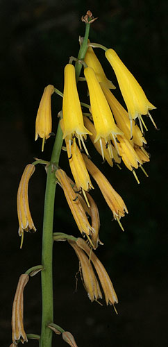 Kniphofia pauciflora