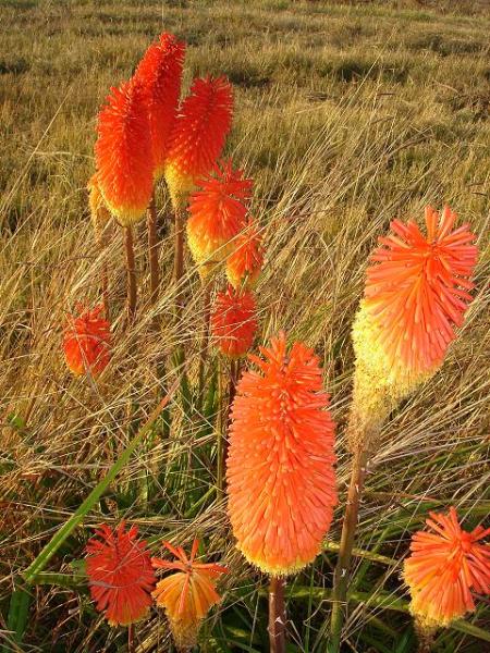 Kniphofia praecox