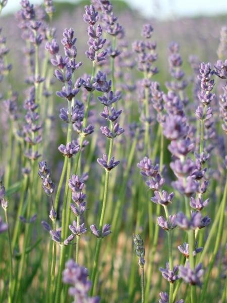 Lavandula x intermedia ‘Margaret Roberts’