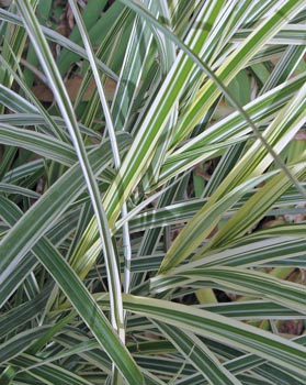 Miscanthus sinensis “Vittatus”