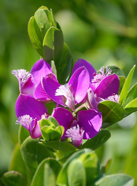 Polygala myrtifolia