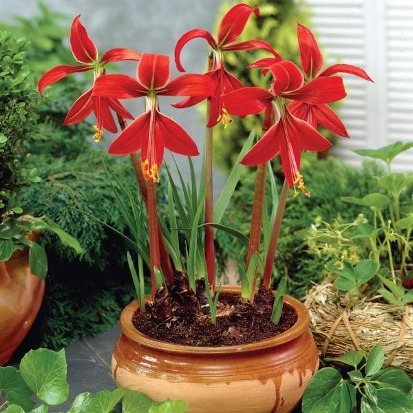 Sprekelia formosissima