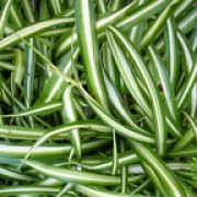 Chlorophytum comosum var. “Vittatum”