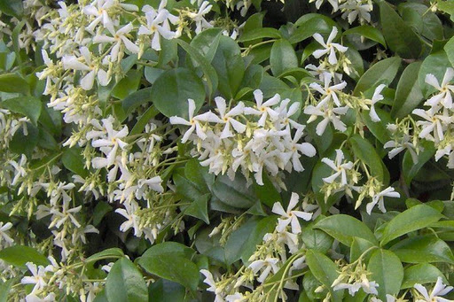 Trachelospermum jasminoides