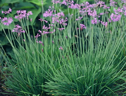 Tulbaghia violacea