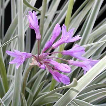 Tulbaghia violacea "Variegated"