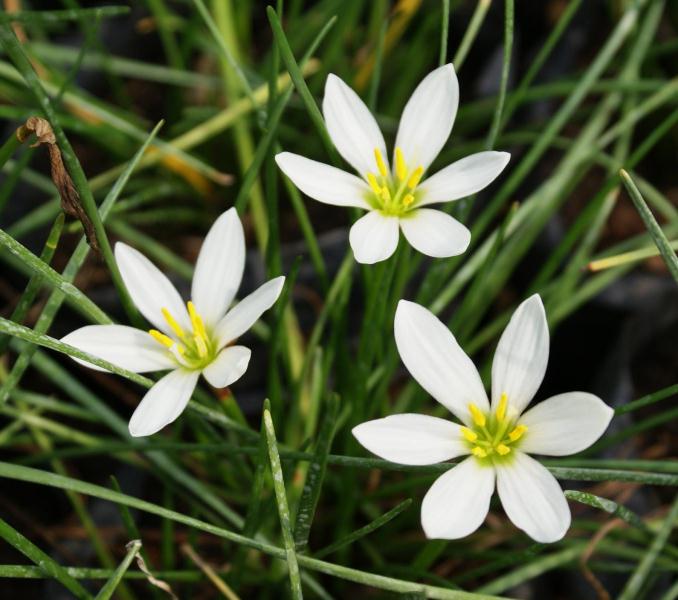 Zephyranthes candida