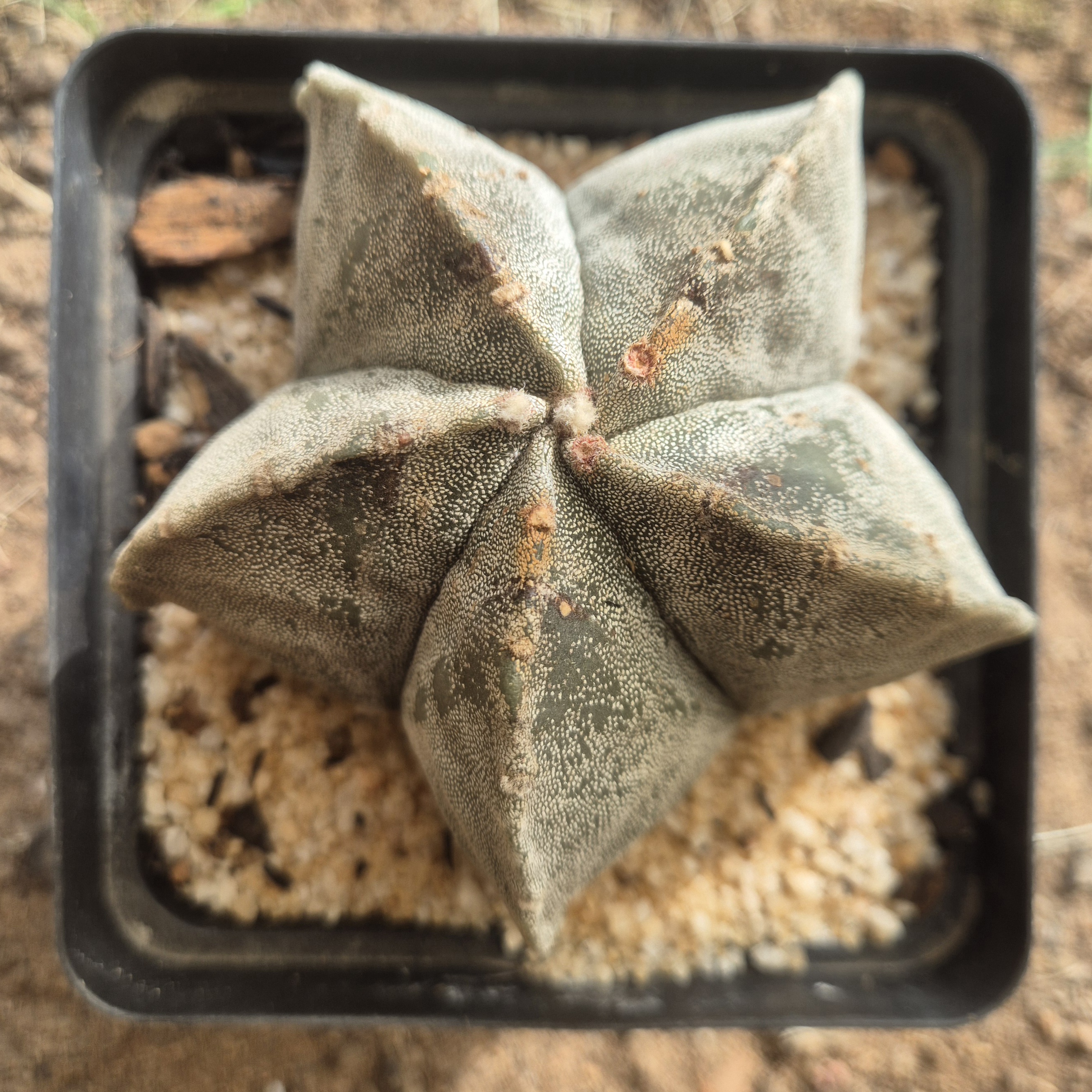 Astrophytum myriostigma (Bishop’s Cap Cactus)