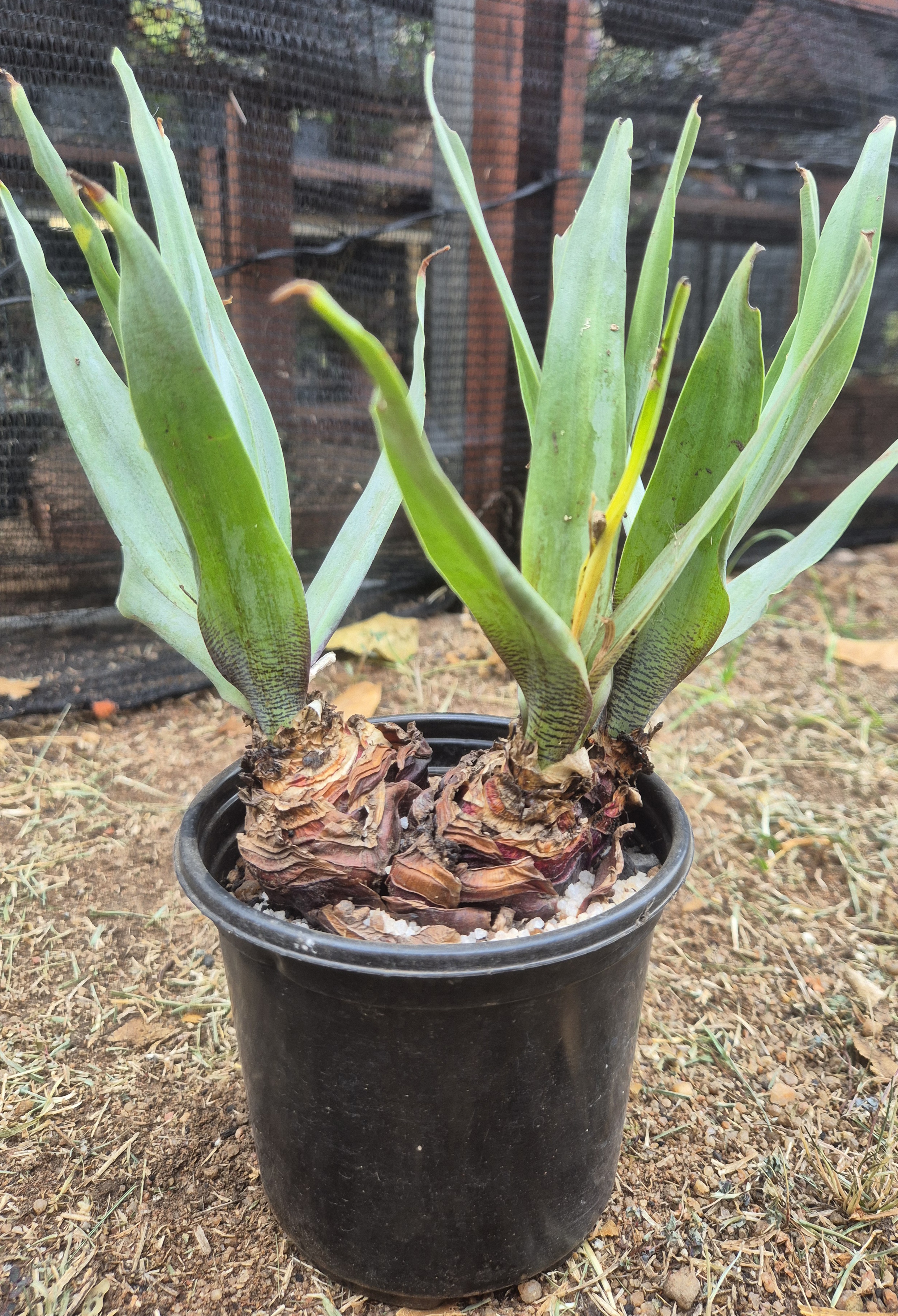 Ledebouria confusa