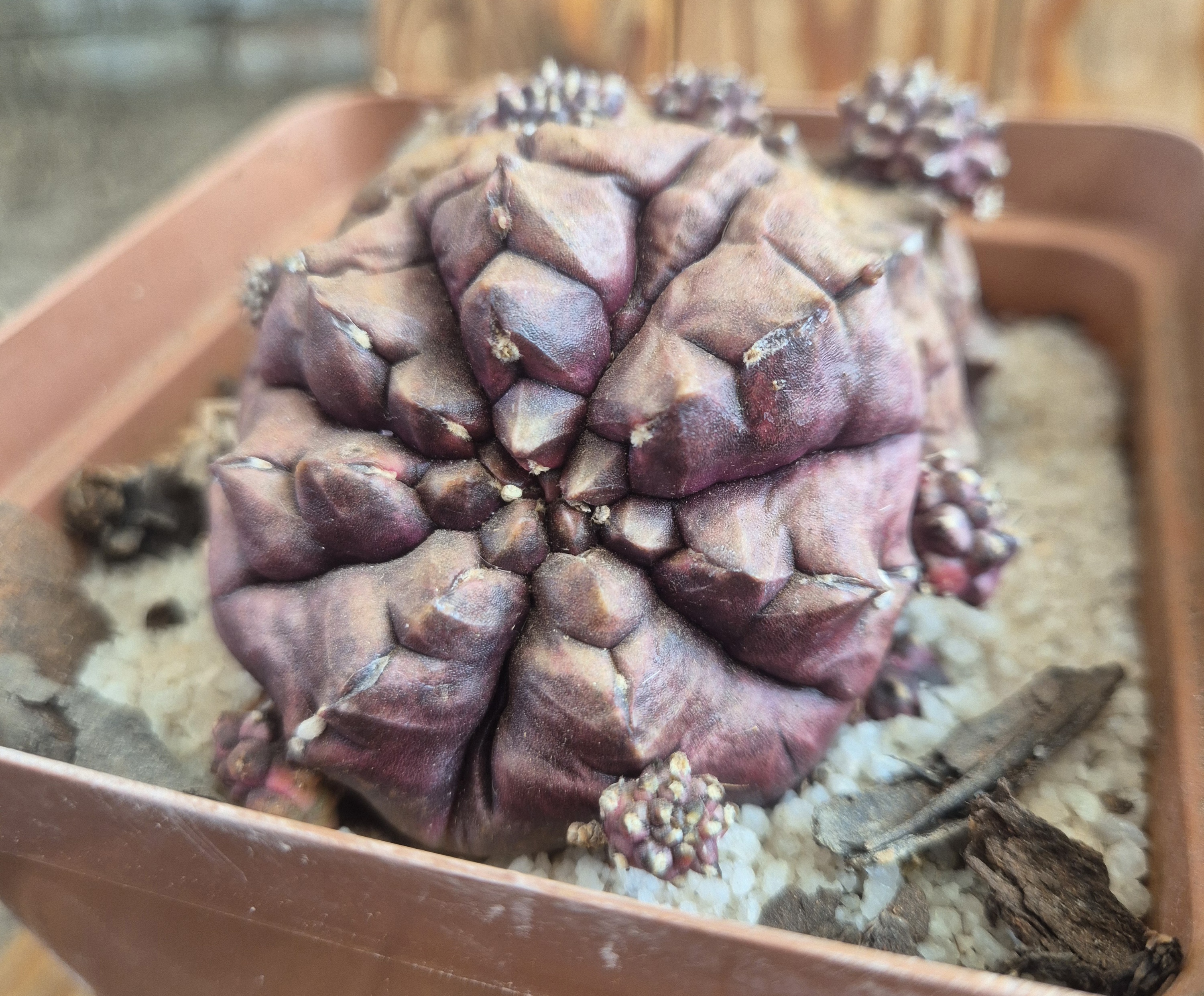 Gymnocalycium Daydream - Double head