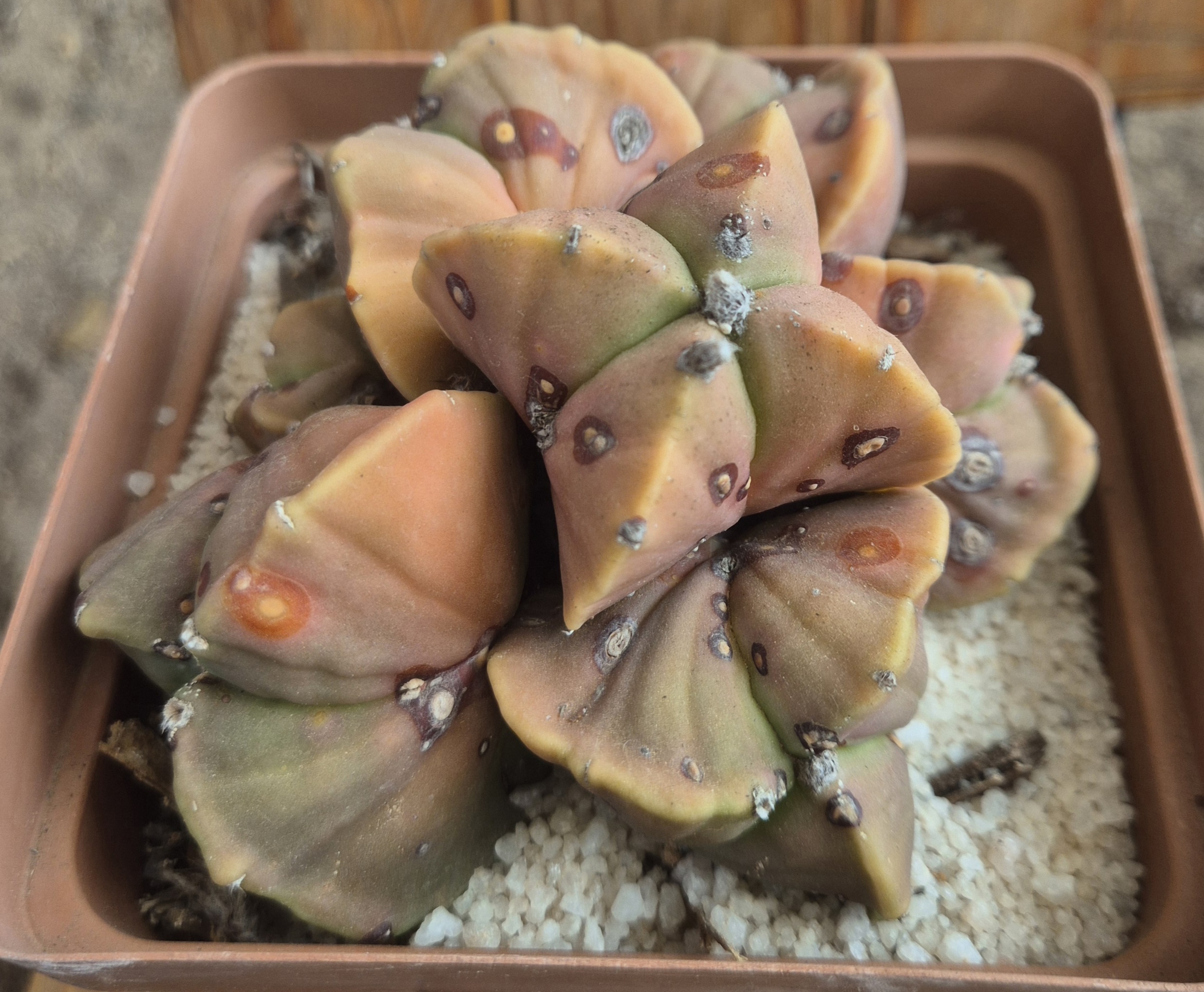 Astro Myriostigma (Cluster)