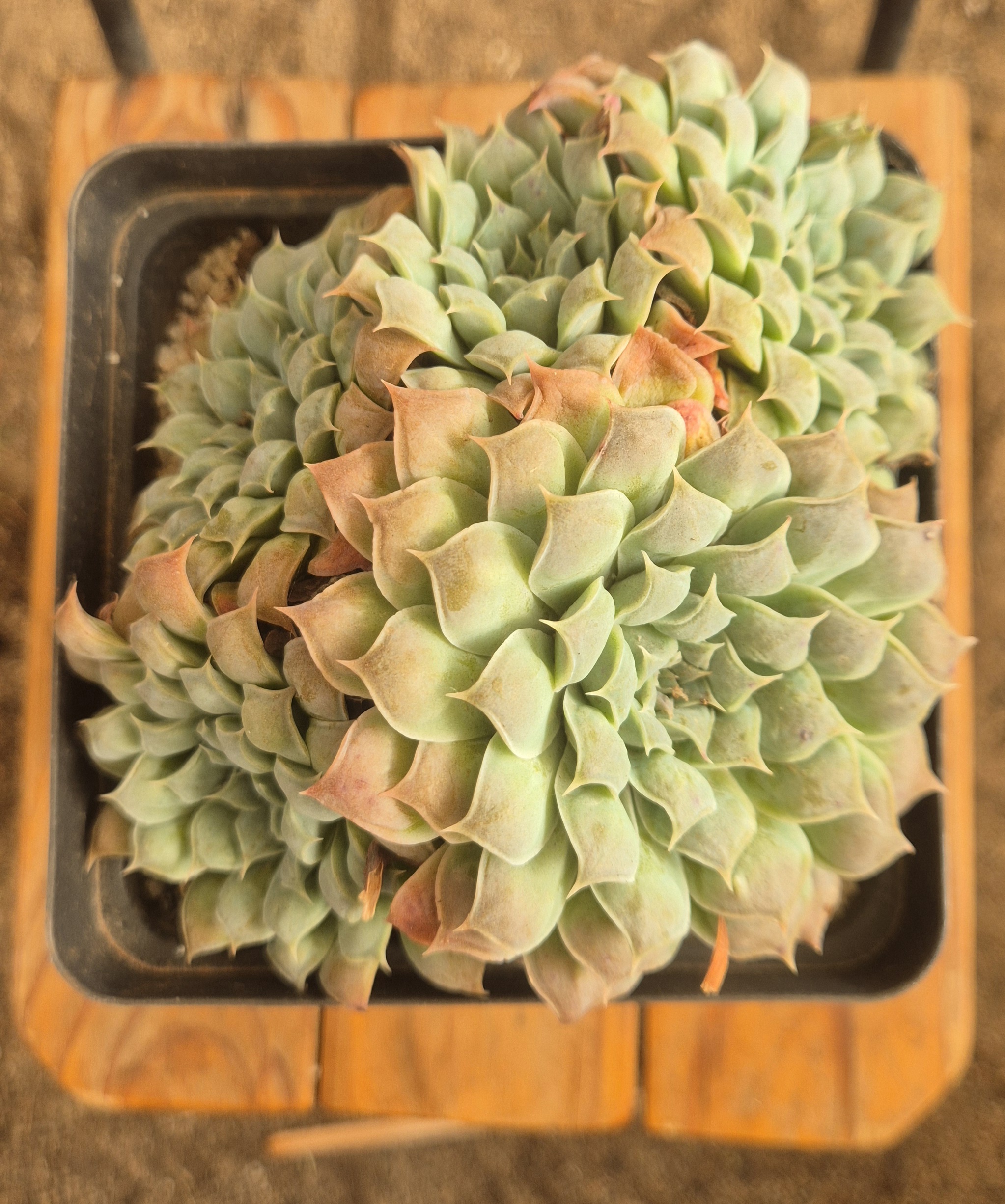 Echeveria