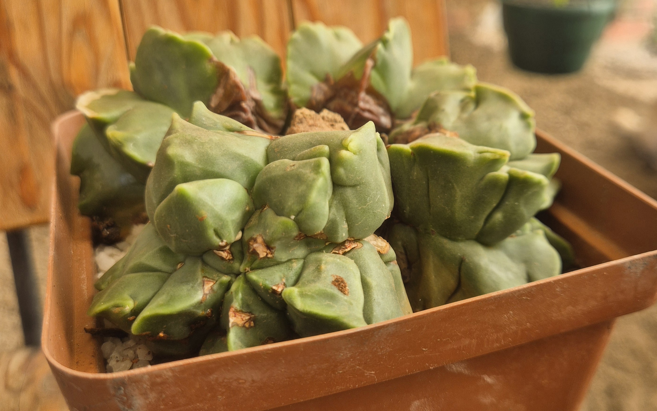 Astrophytum myriostigma (Kikko)