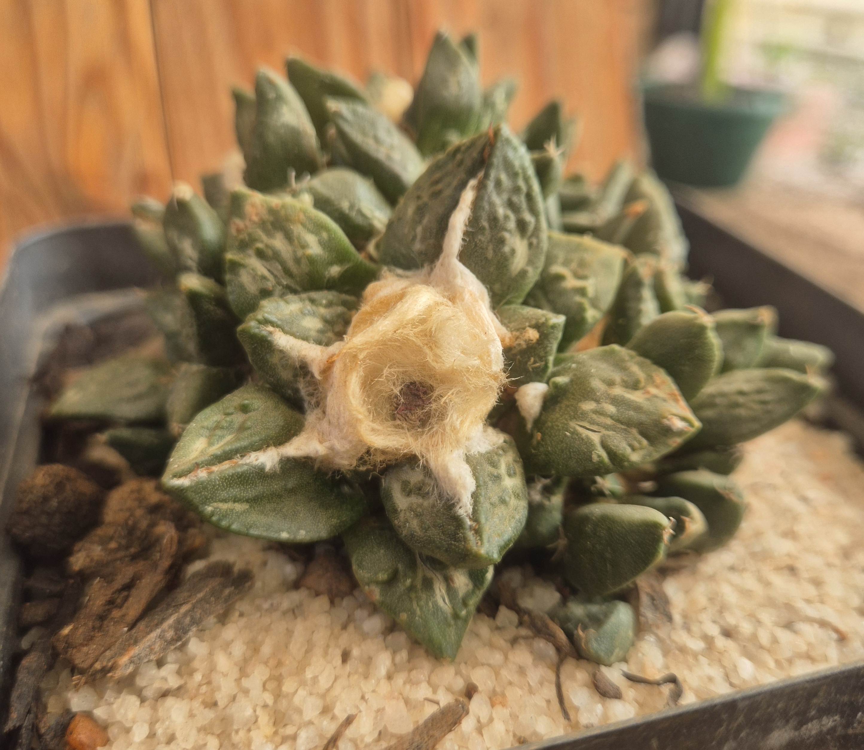 Ariocarpus fissuratus (hybrid)