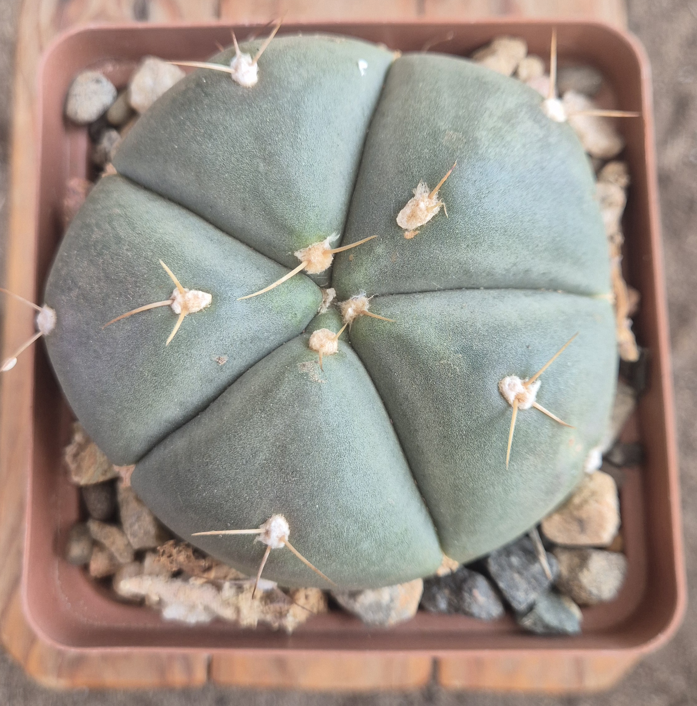 Gymnocalycium horstii