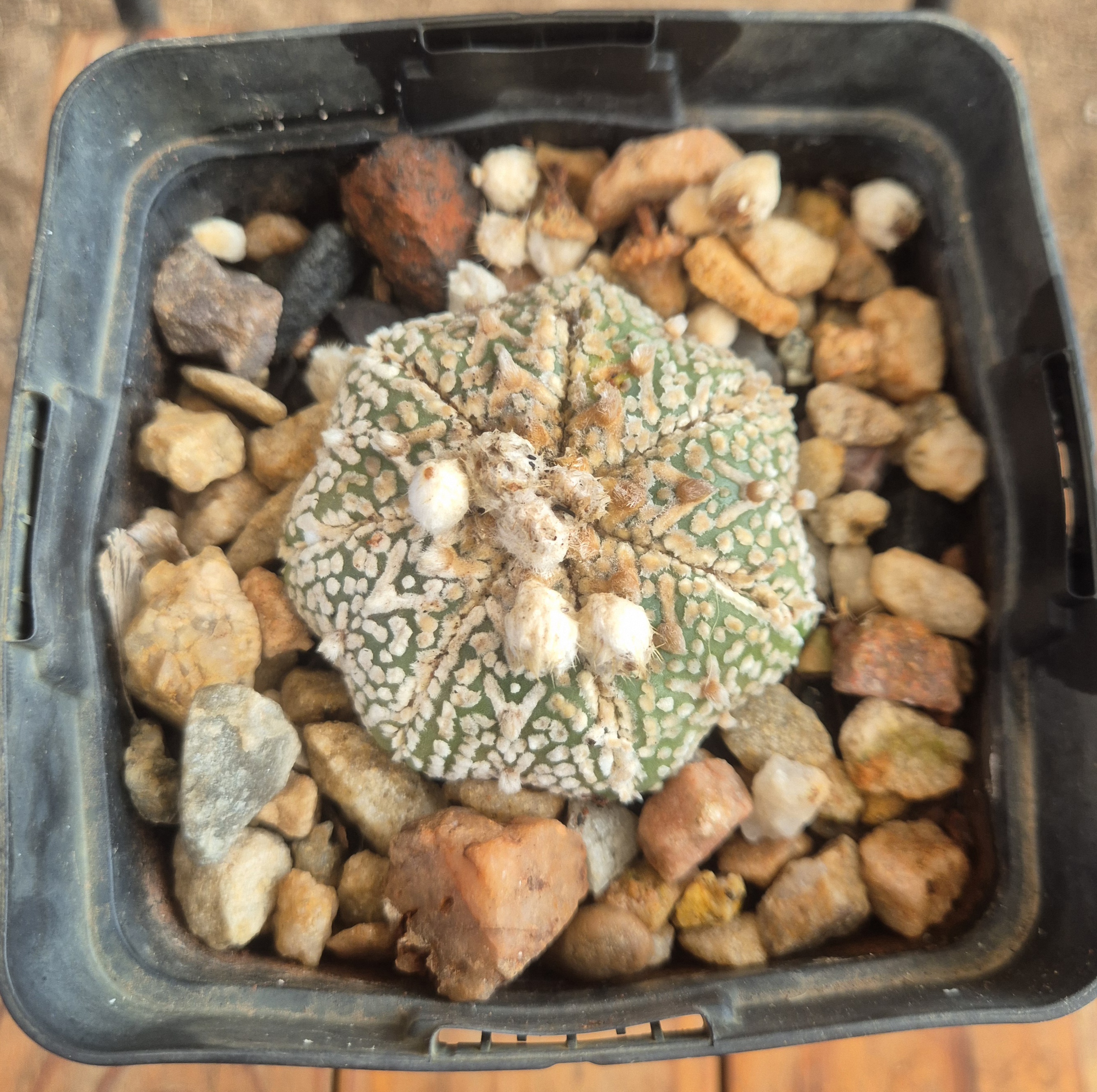 Astrophytum asterias V-type (hybrid)