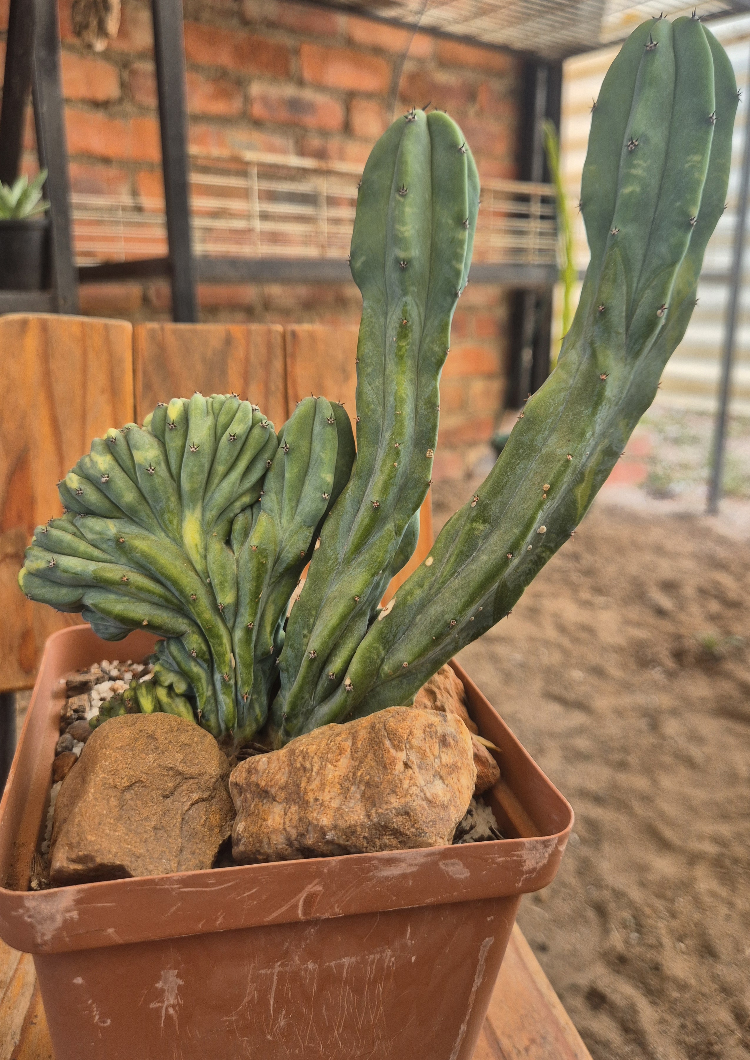 Myrtillocactus geometrizans variegated crest