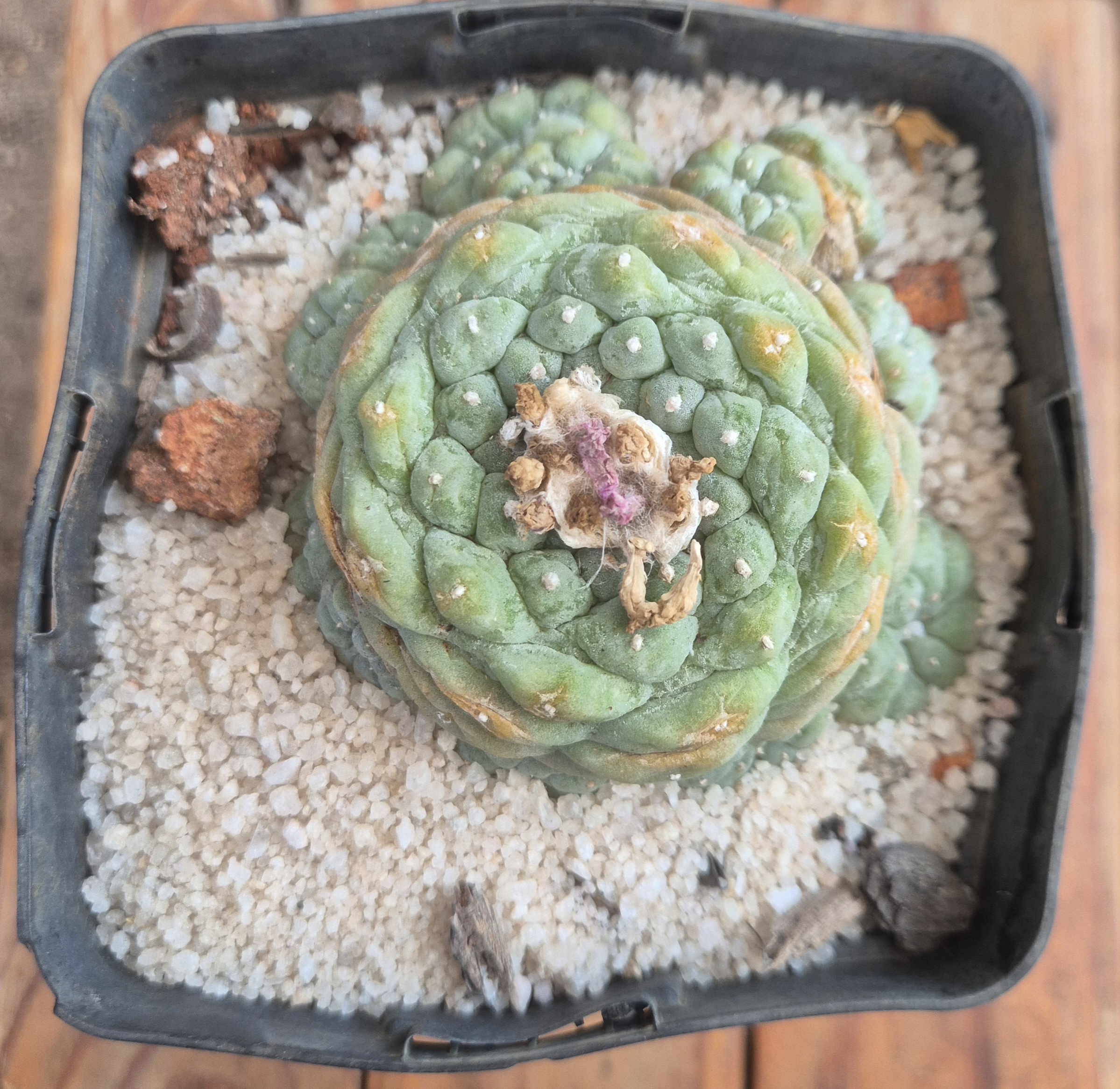 Lophophora hybrid (cluster)