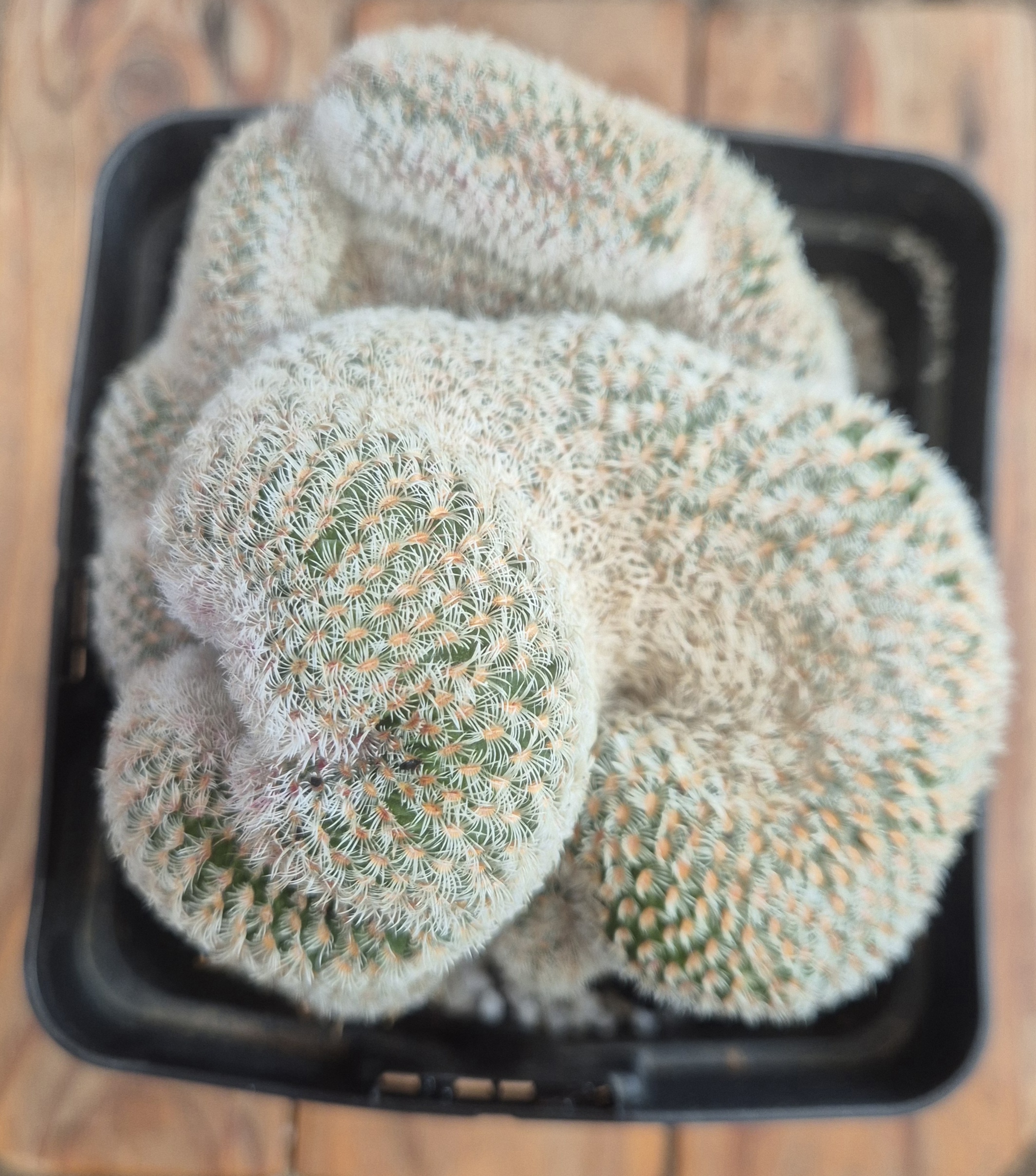 Rainbow cactus crest