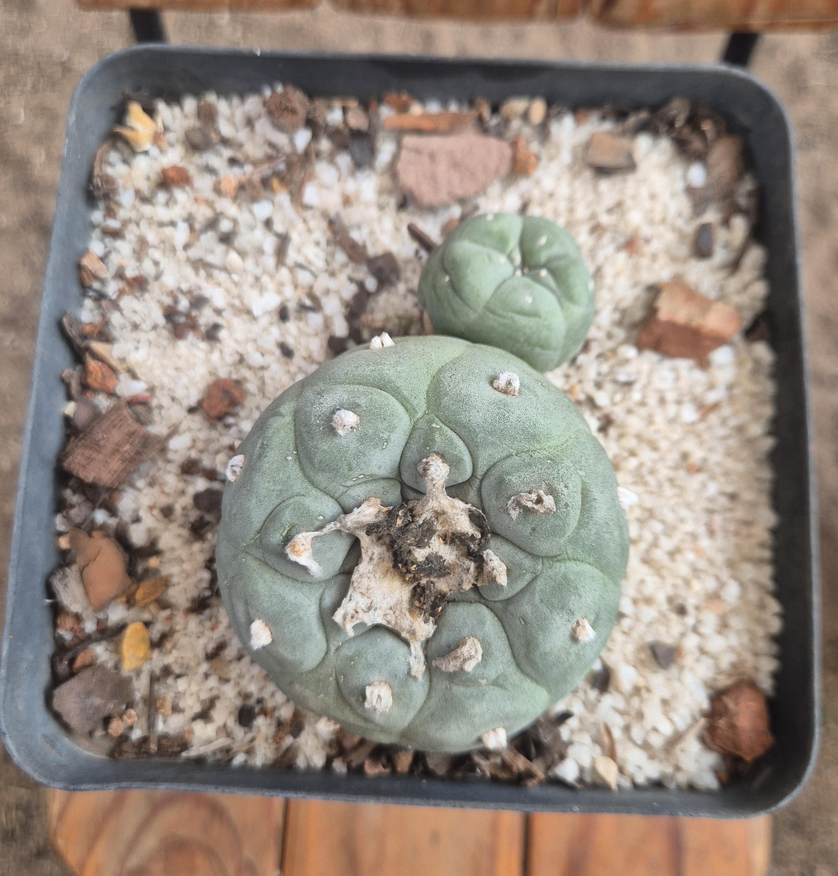 Lophophora