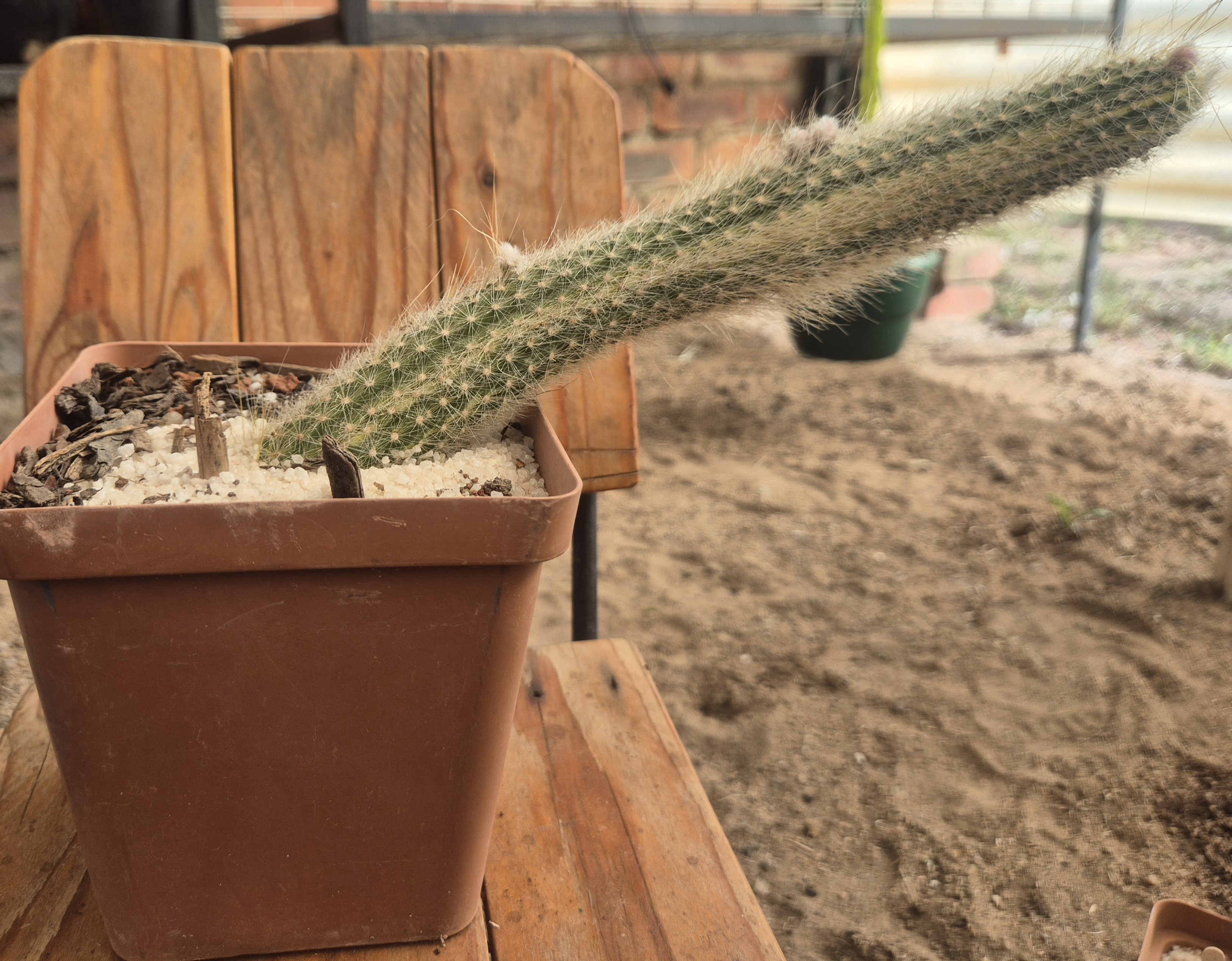 Cleistocactus colademononis variegated form