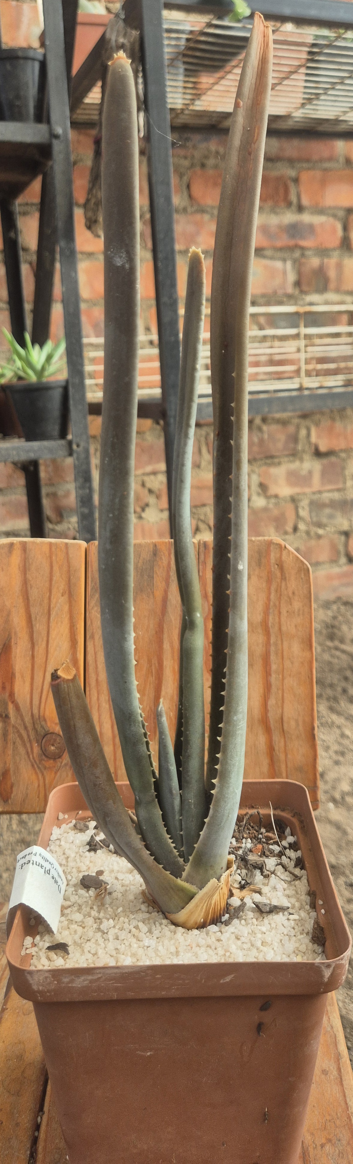Aloe Suzannae
