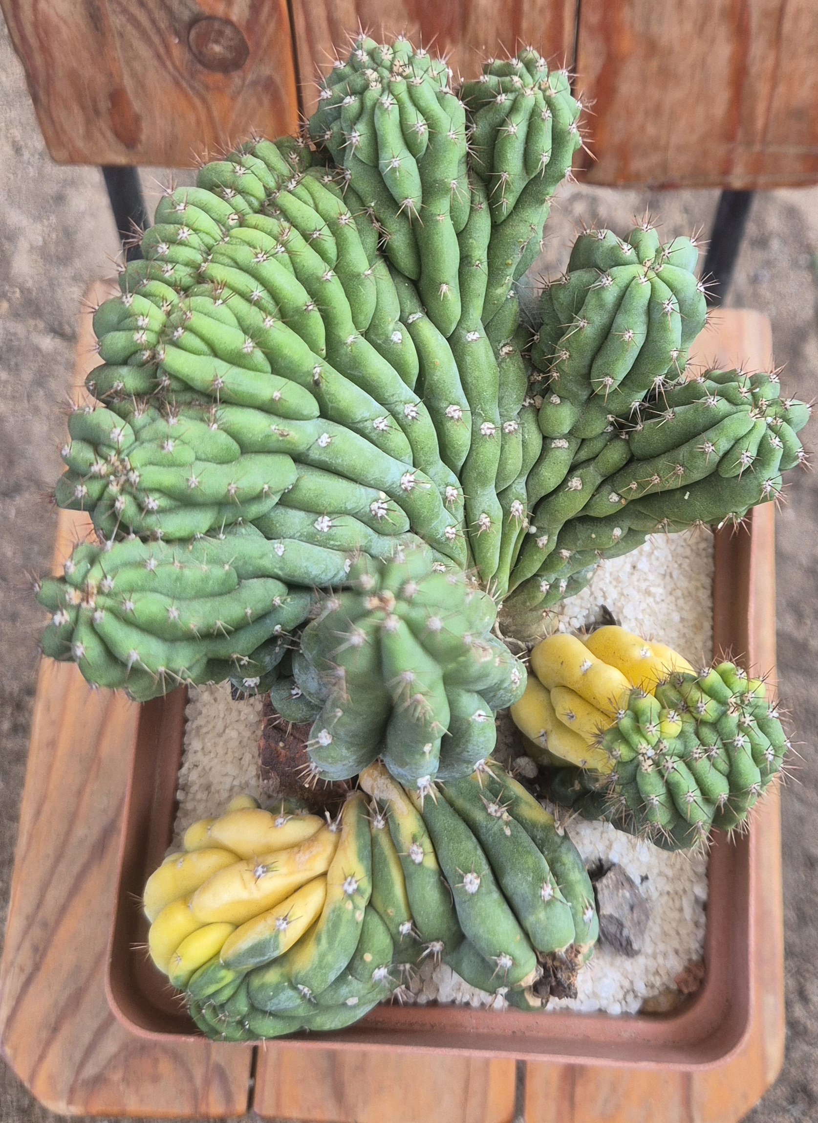 Echinopsis pachanoi variegated crested form