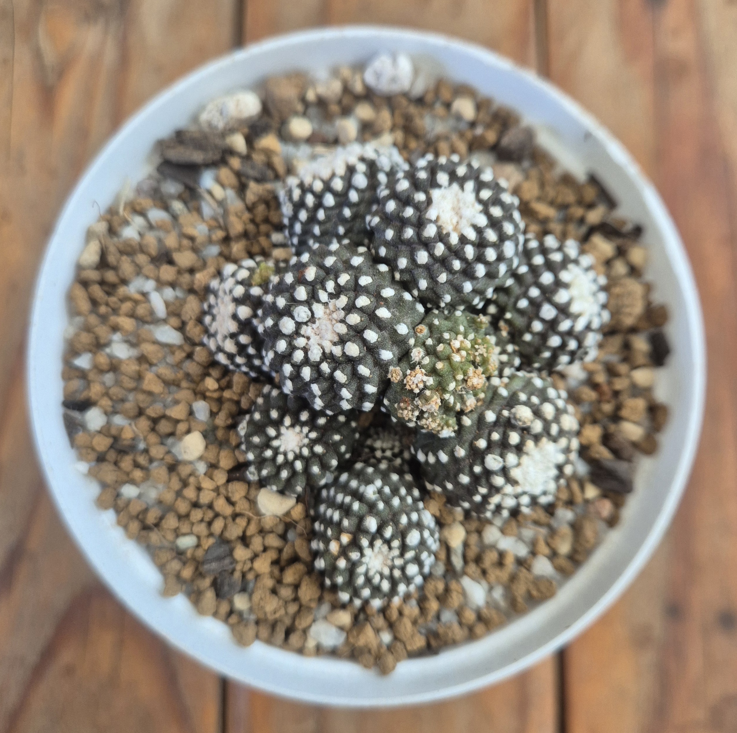Copiapoa tenuissima