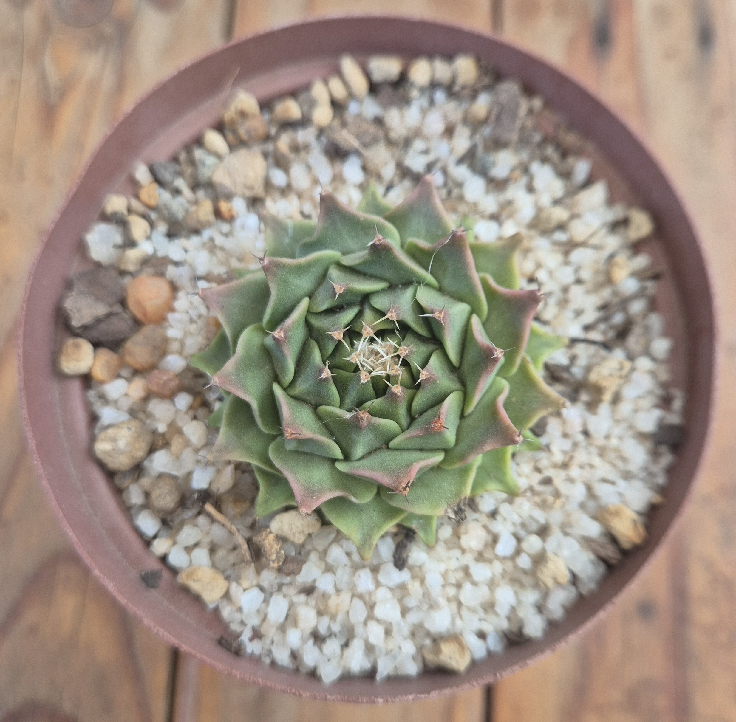 Obregonia denegrii