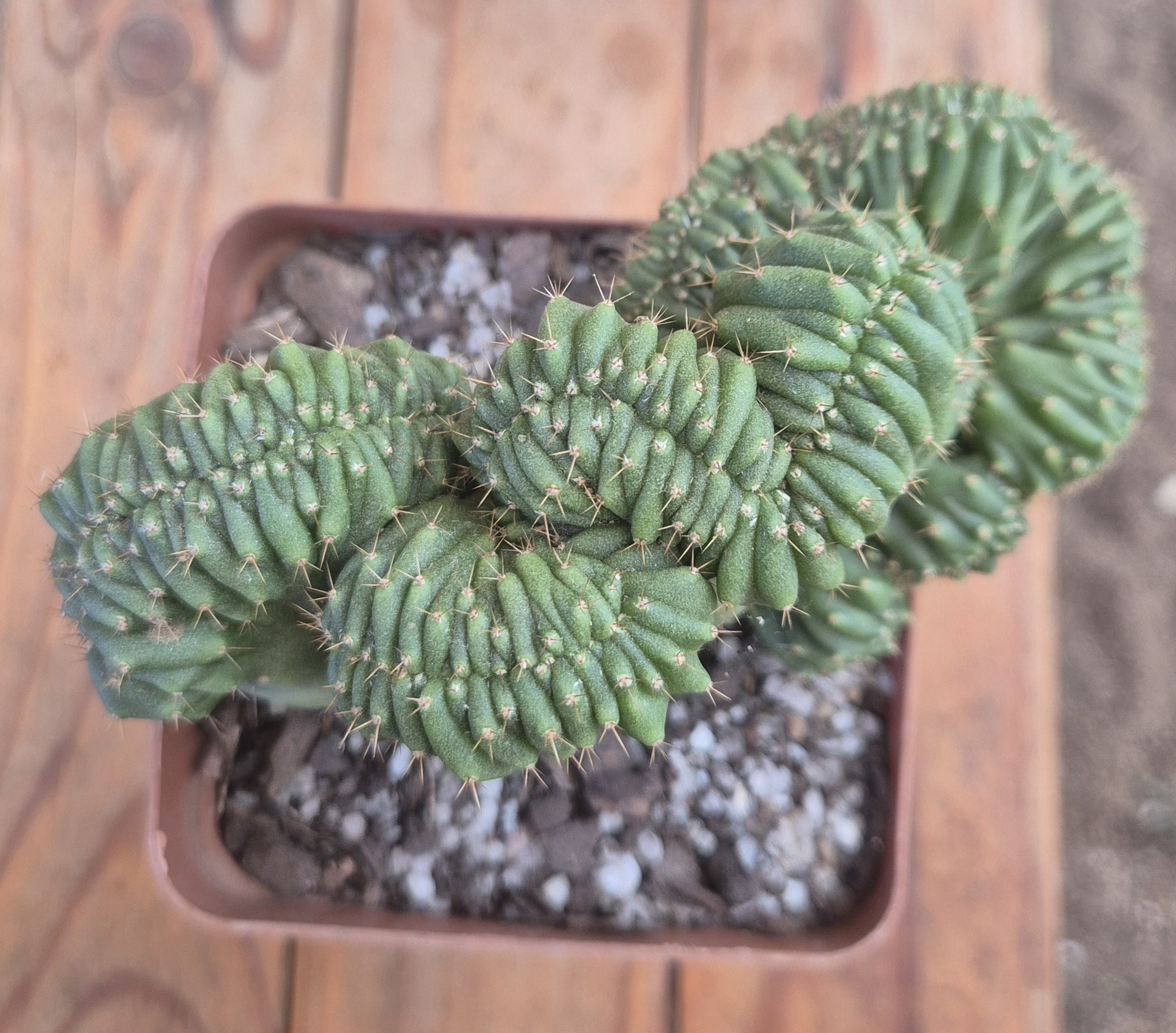 Echinopsis pachanoi crested form
