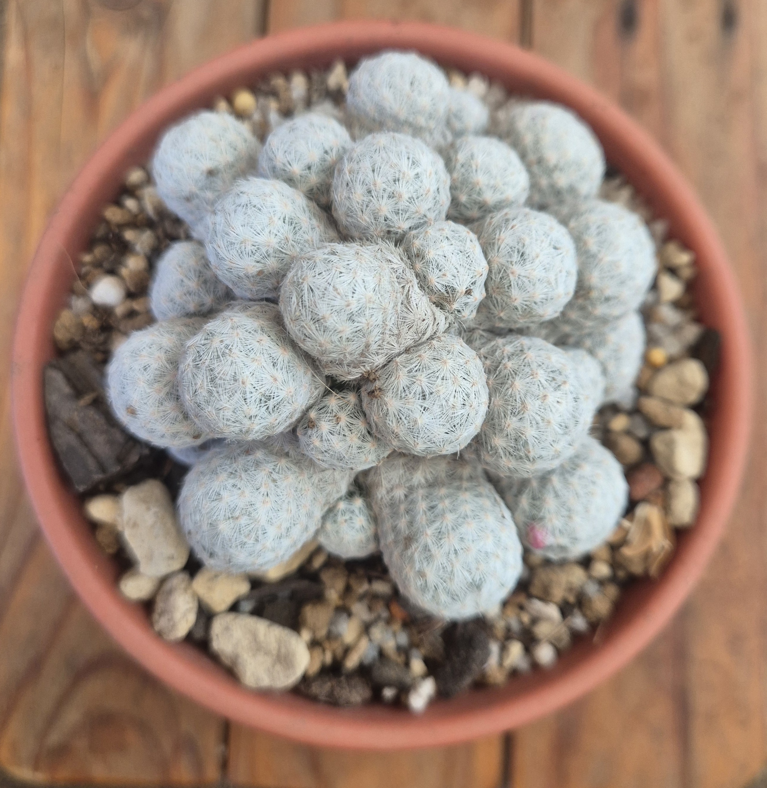 Mammillaria humboldii