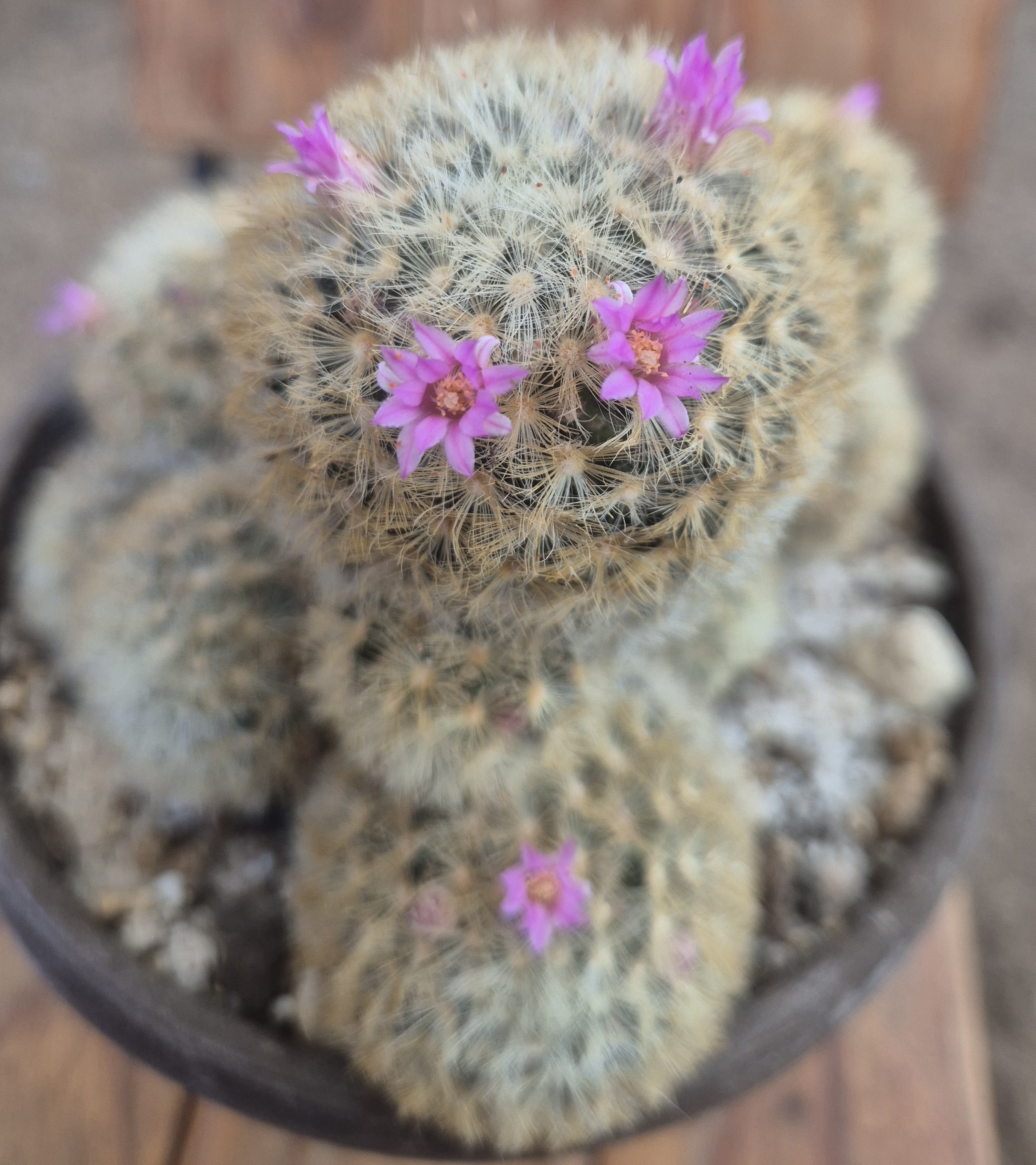 Mammillaria cluster