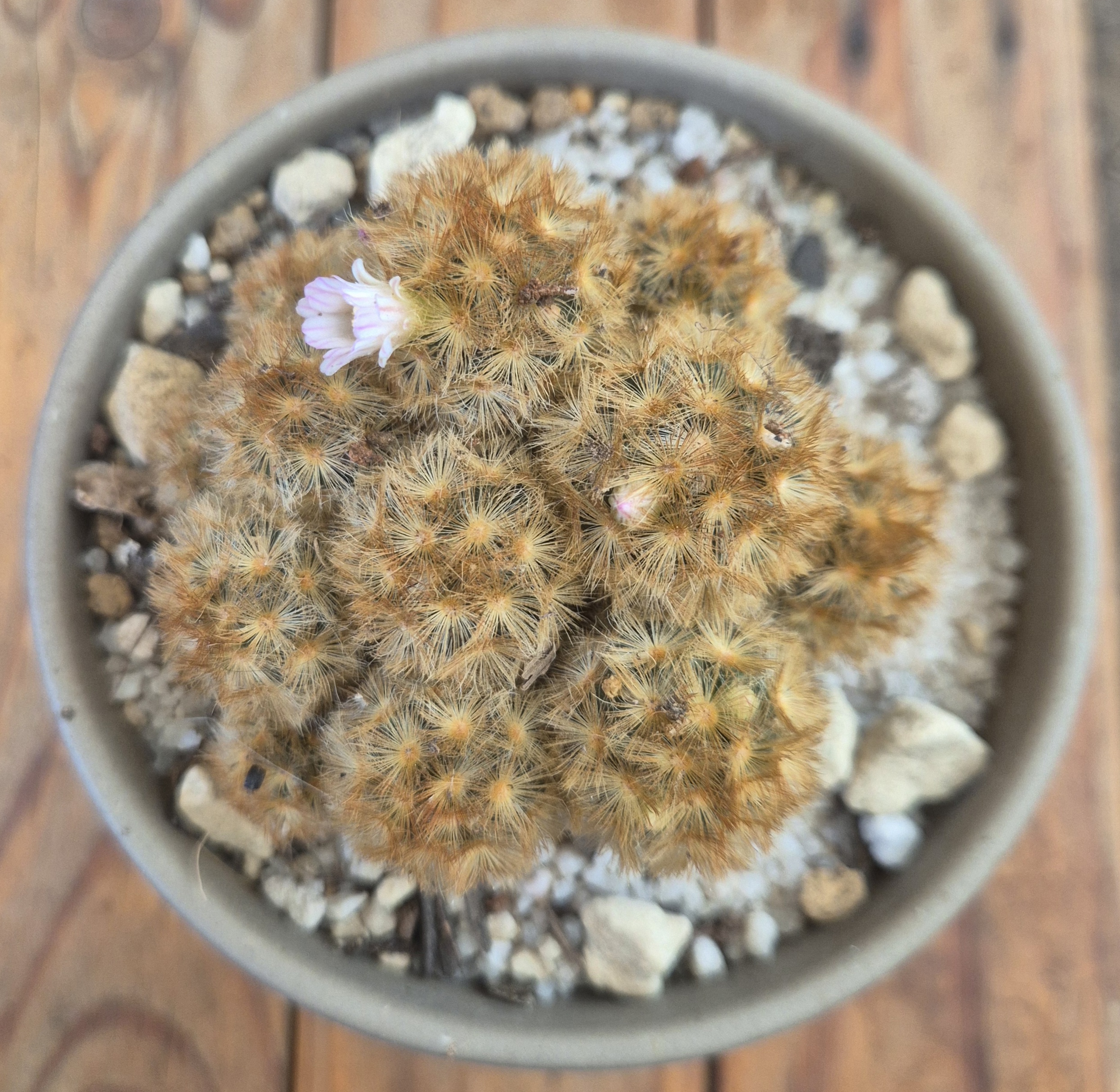 Mammillaria carmenae