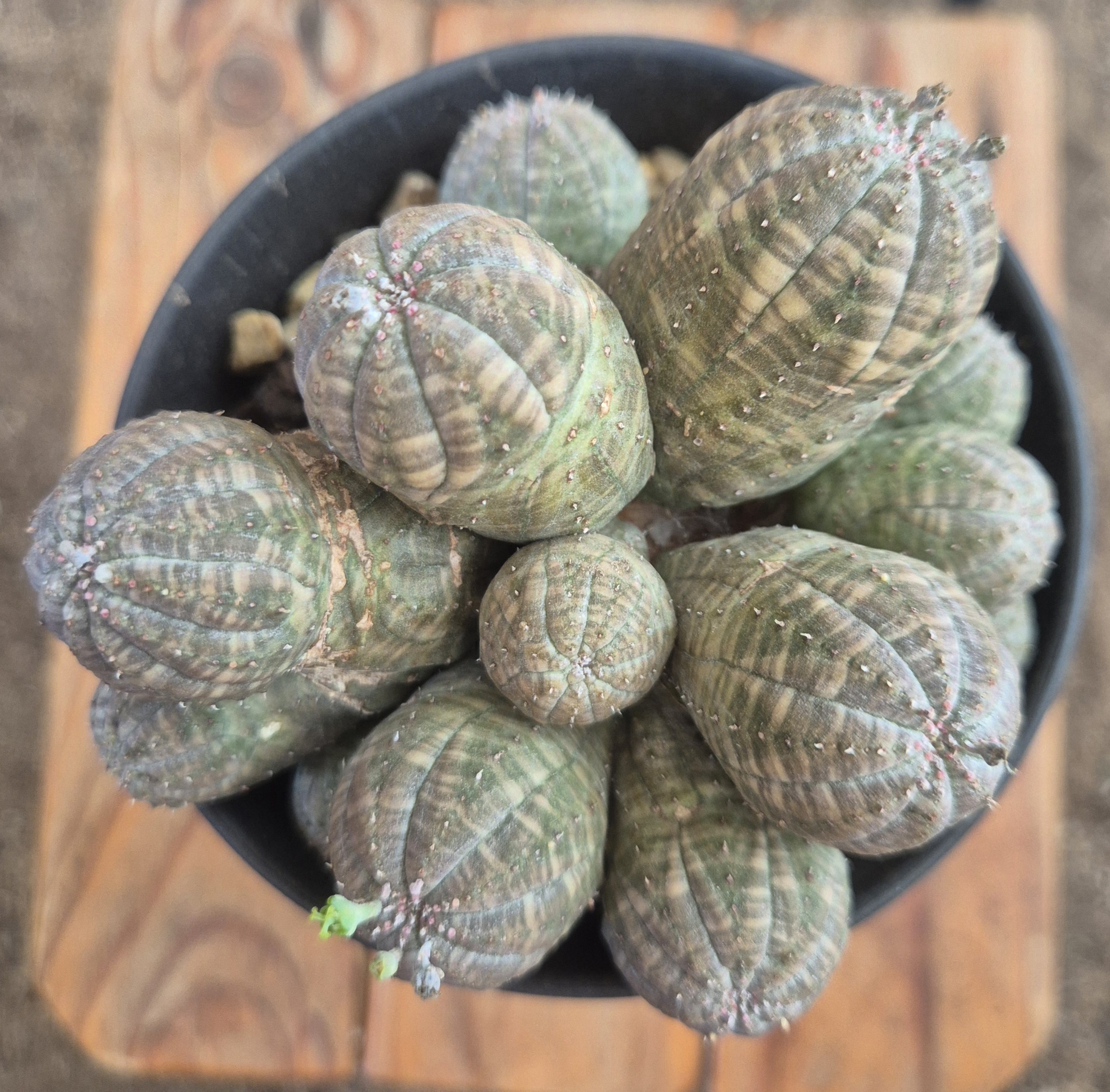 Euphorbia obesa (cluster form)