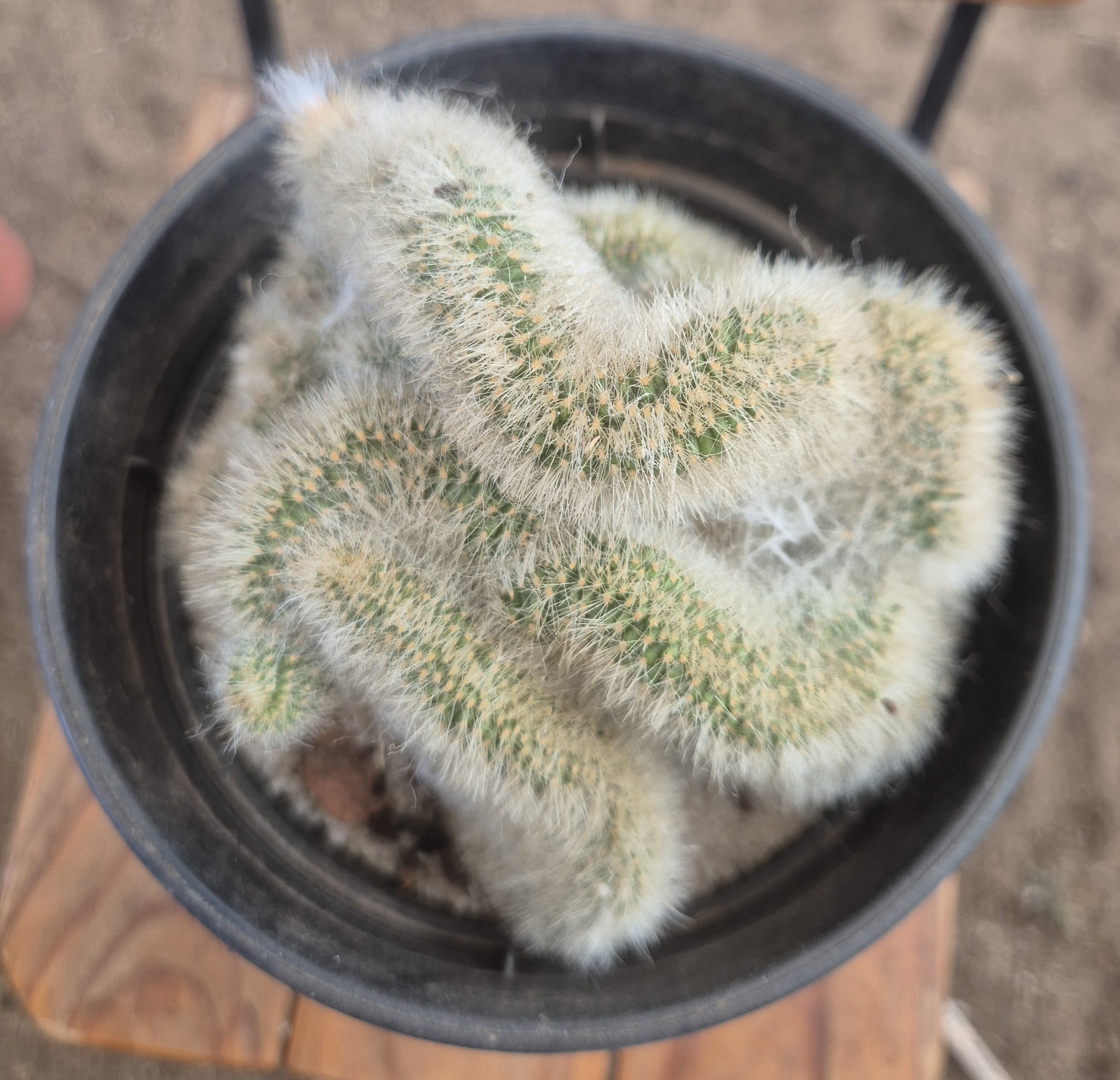 Mammillaria crested form