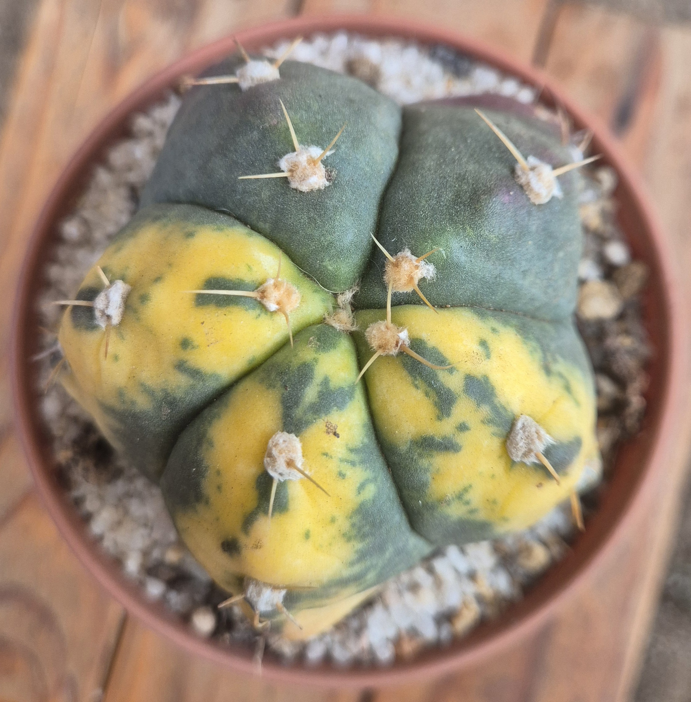 Gymnocalycium horstii variegated form