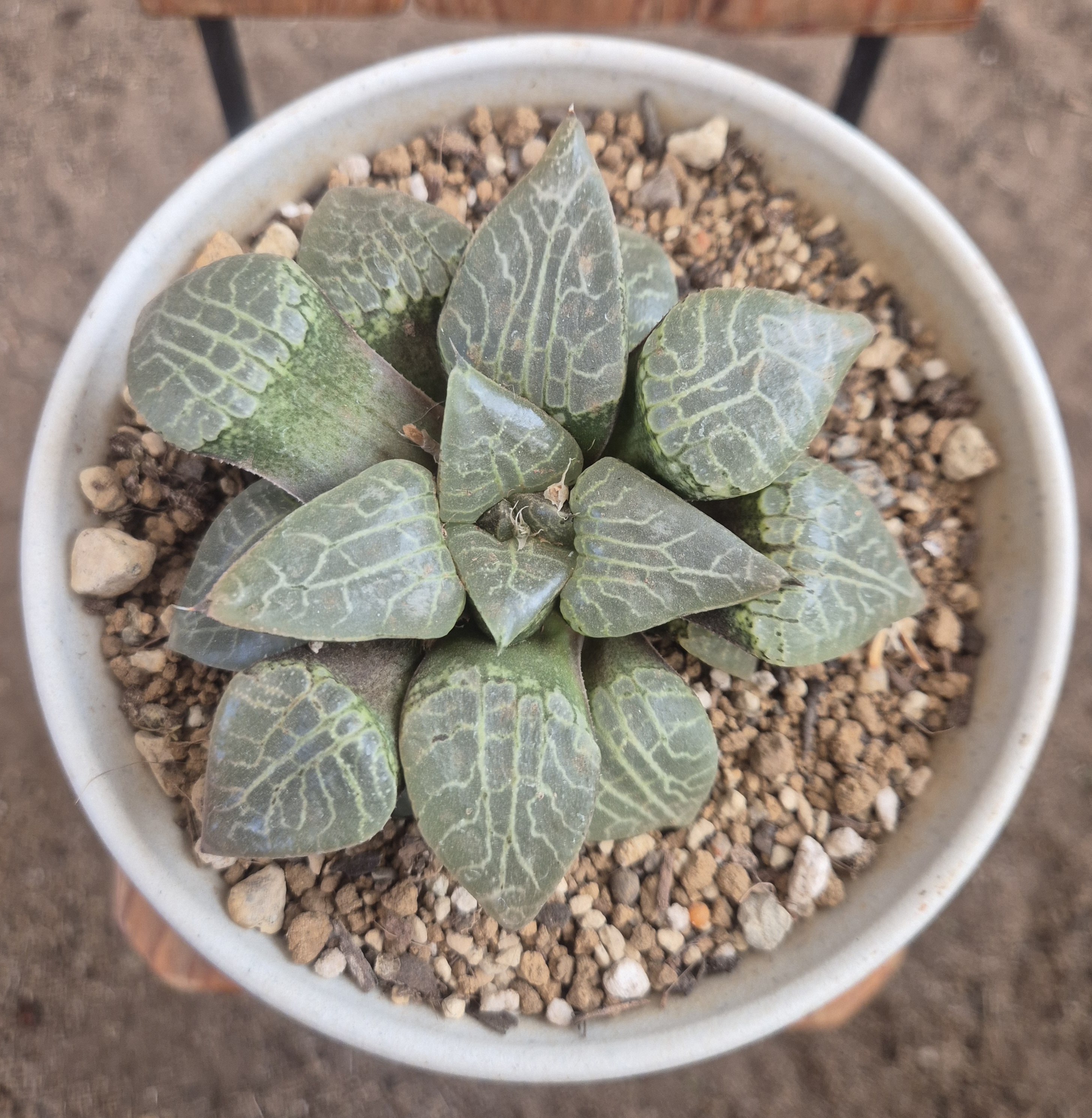 Haworthia