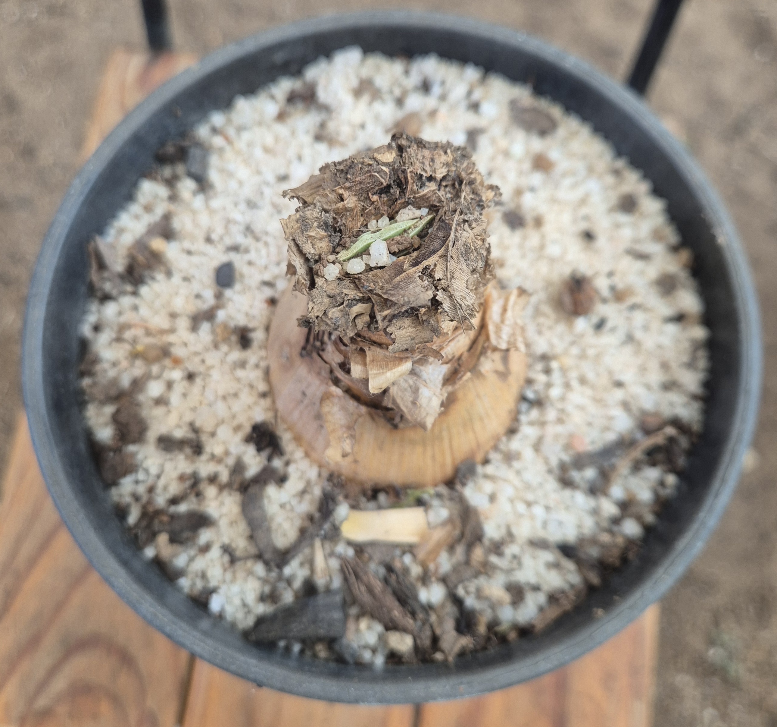Ammocharis coranica