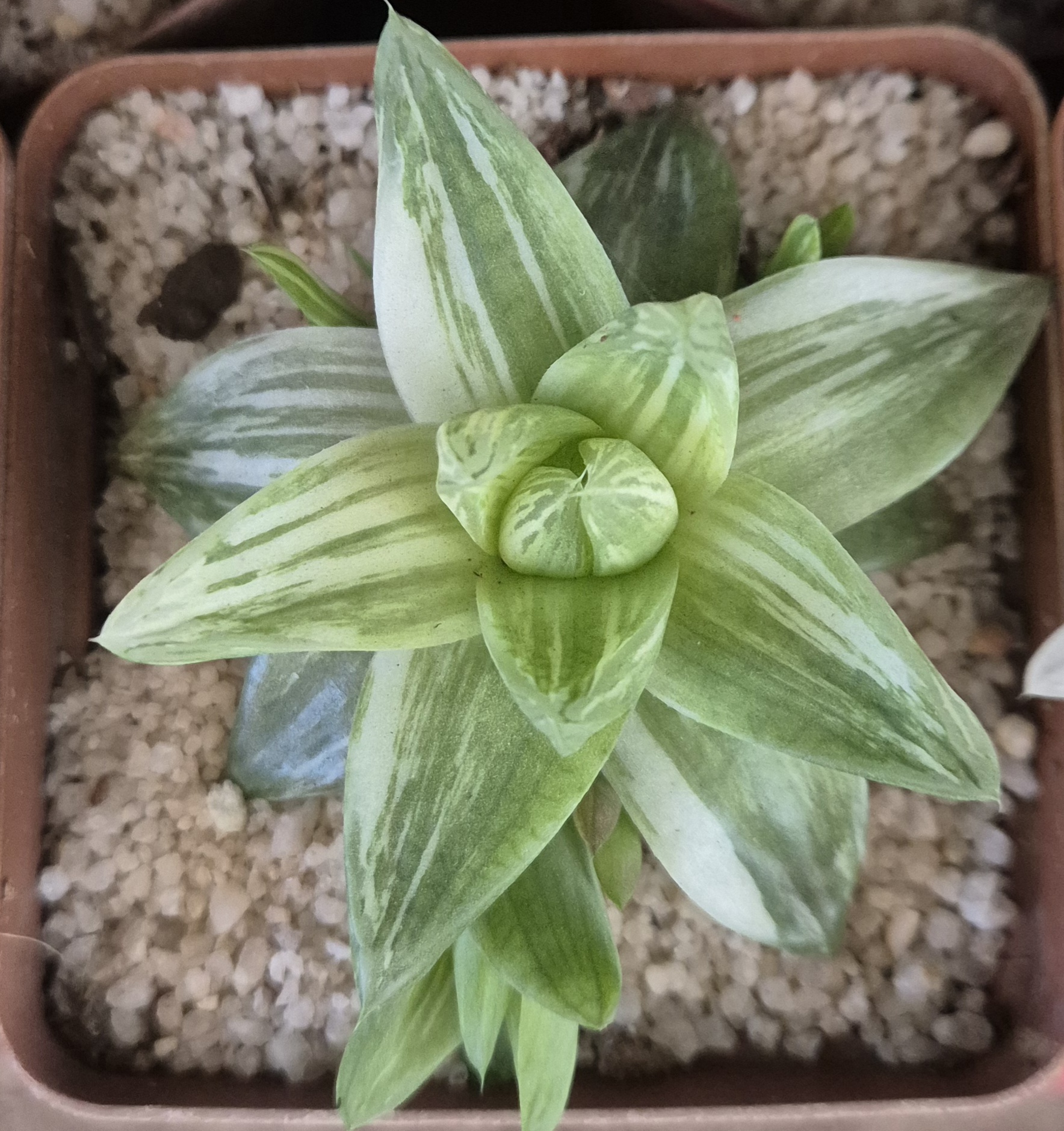Haworthia cymbiformis variegated form