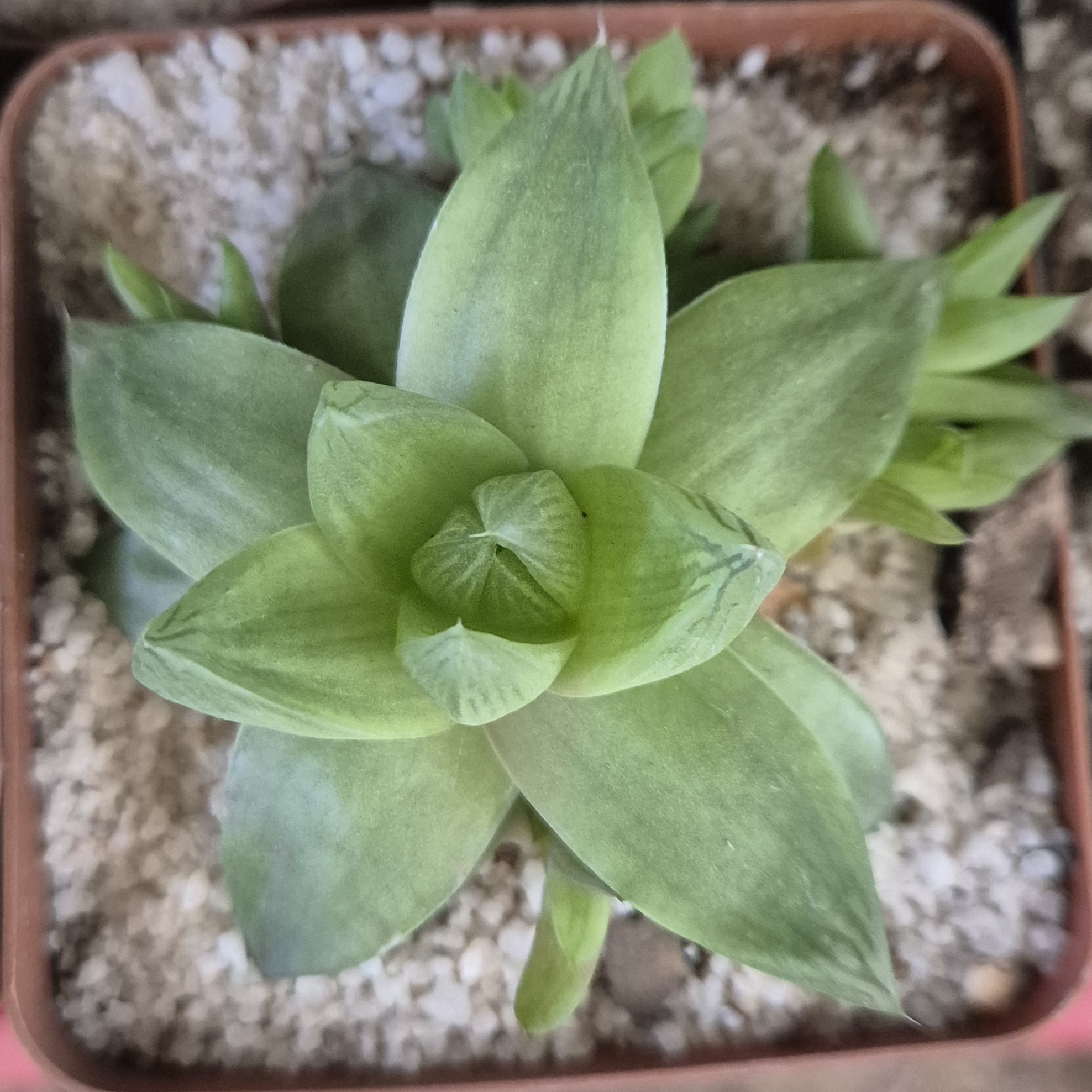 Haworthia cymbiformis