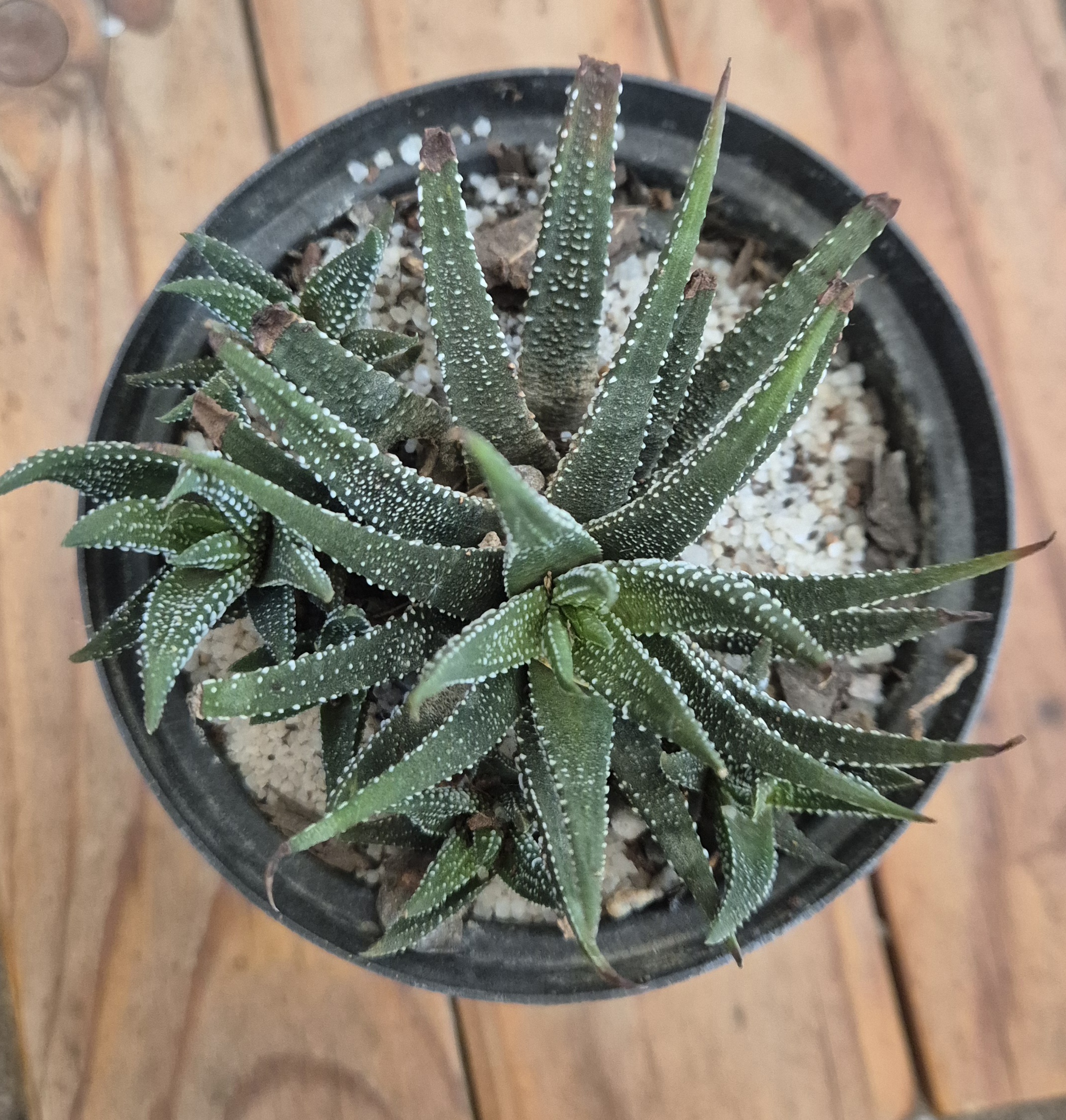 Haworthiopsis attenuata