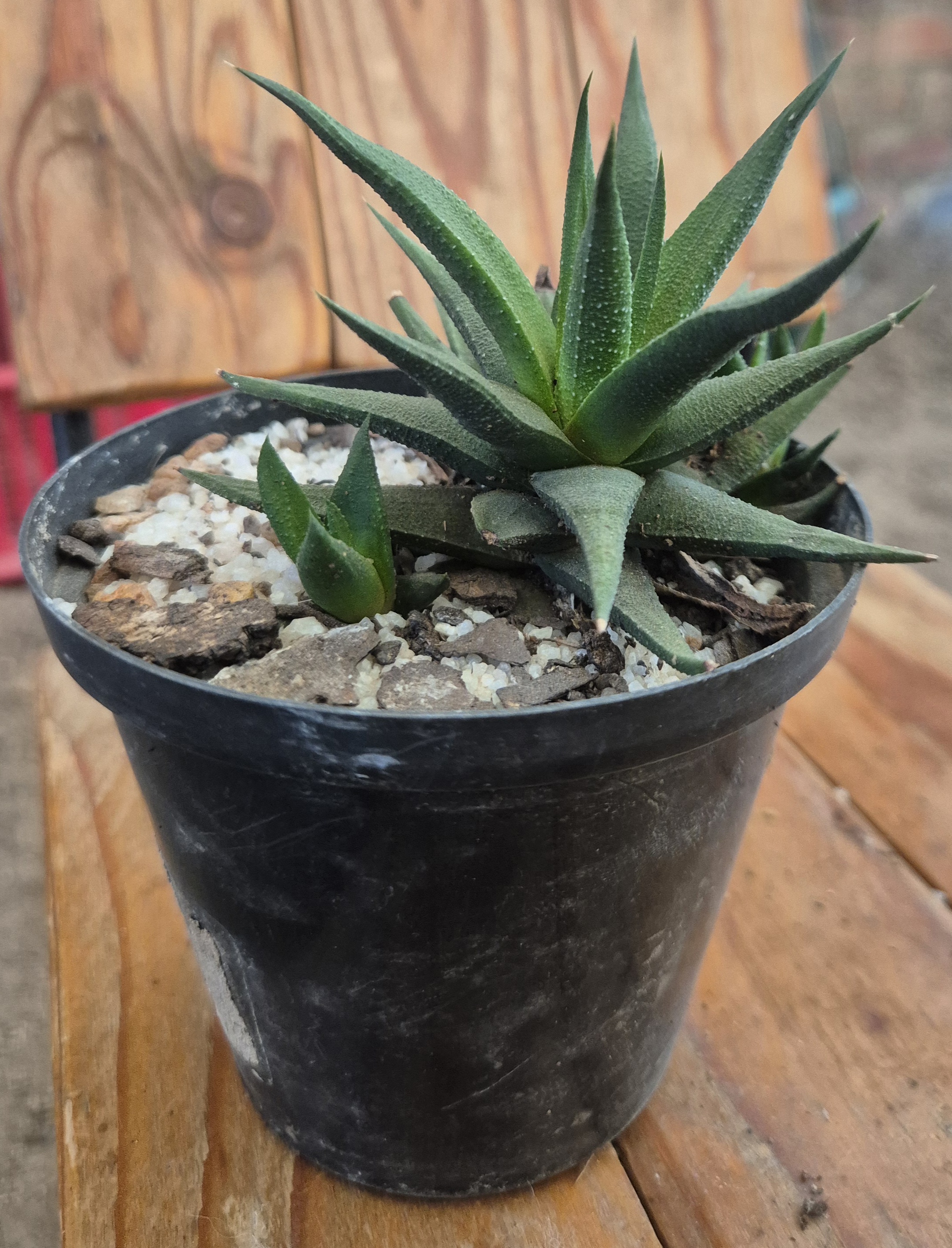 Haworthia