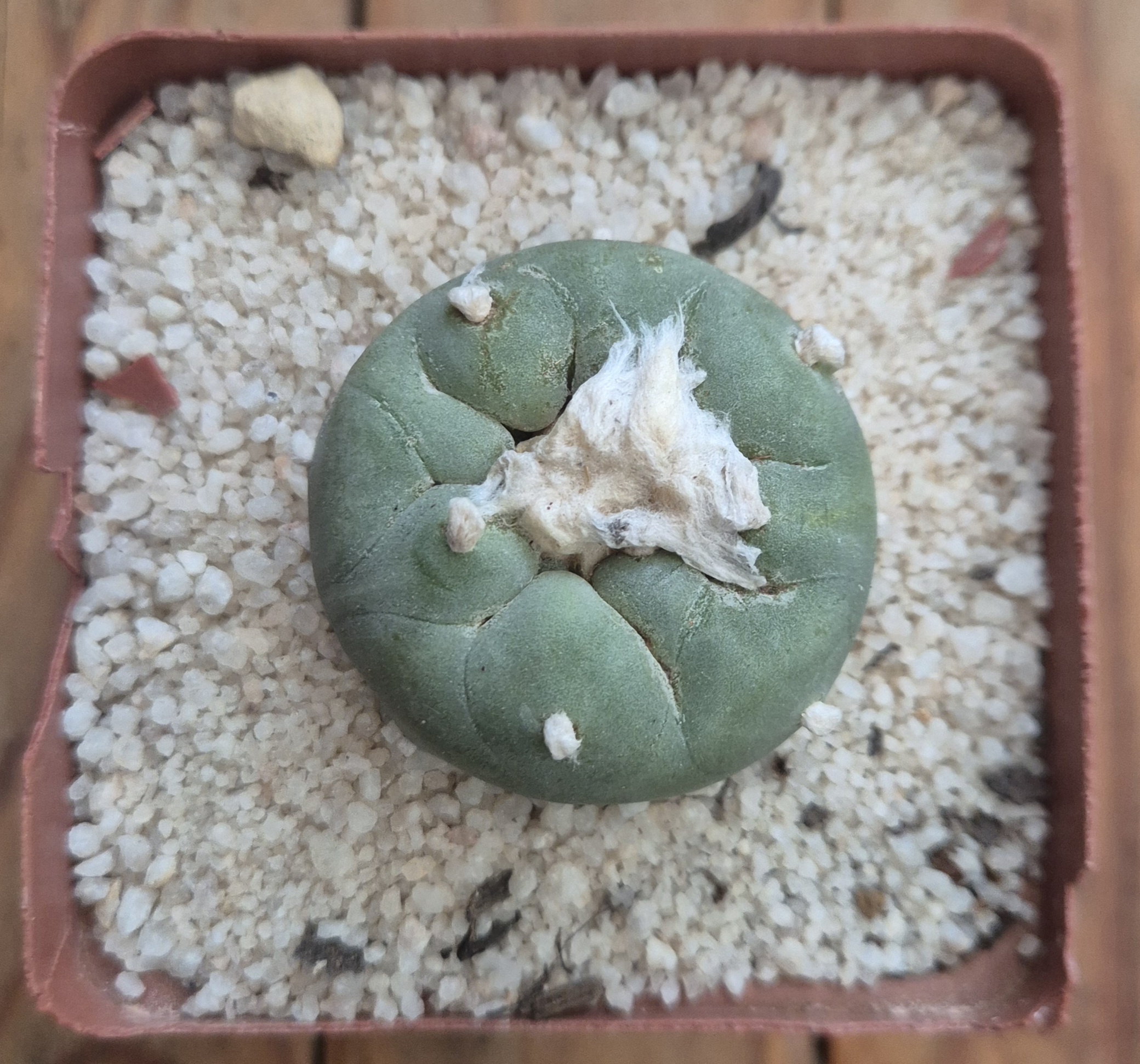 Lophophora diffusa
